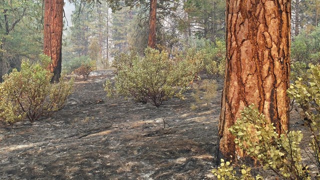 Ponderosa pine are at the lower range of the montane forest.