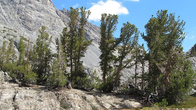 Whitebark pine is characteristic of the Sierra subalpine forests. 