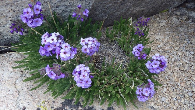 This showy sky pilot plant grows in rocky areas above 11,000 feet in the southern Sierra 