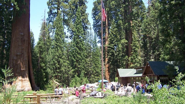 View of the First Amendment area in the Giant Forest