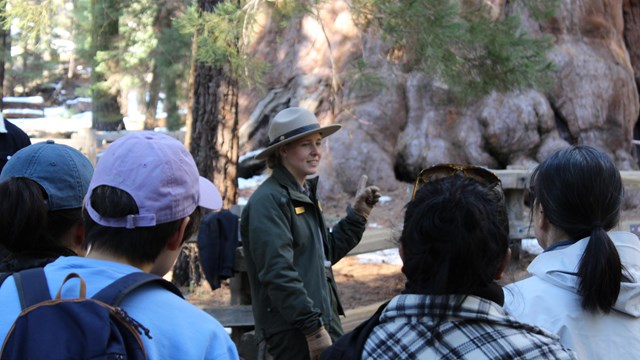 A ranger gives a program beside a sequoia