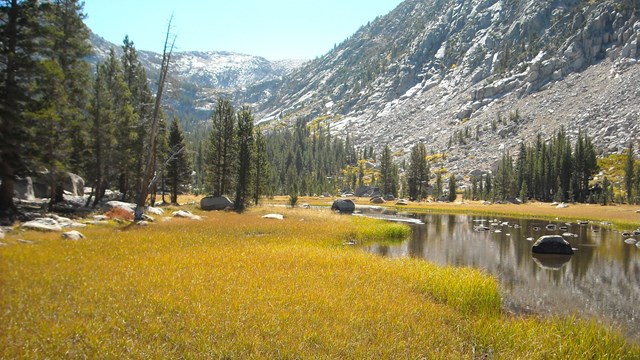 Wetland in Kings Canyon National Park