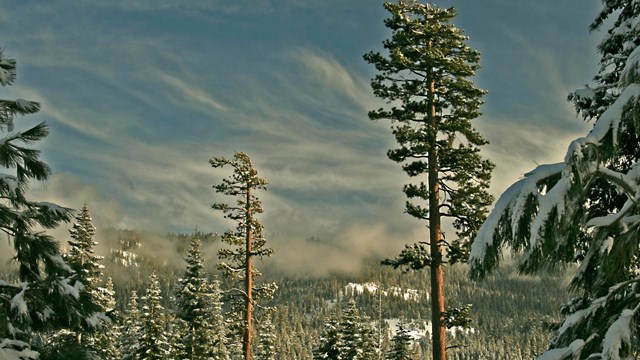 A snowy forest landscape