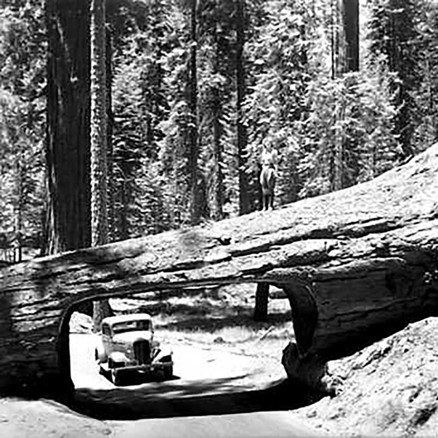 A historic image of a car driving through a carved out log. 