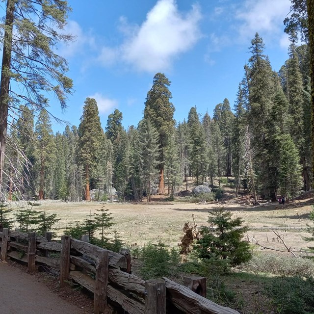 A paved trail leads along a meadow lined by giant trees
