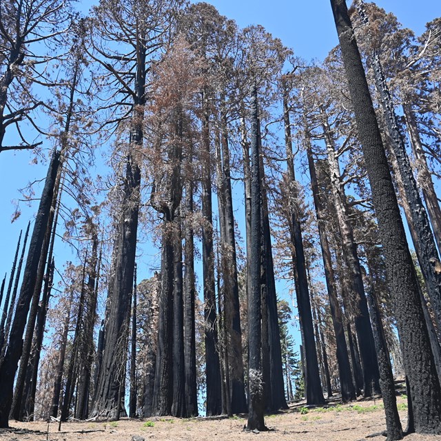 Stand of giant sequoias killed in a 2021 wildfire. 