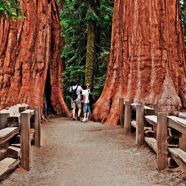 Trails in Giant Forest offer an up-close view of giant sequoias
