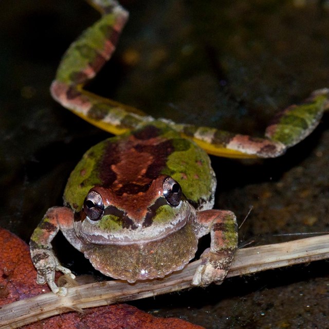 Photo showing a Pacific treefrog, holding onto a stick and floating in water. Photo: Isaac Chellman