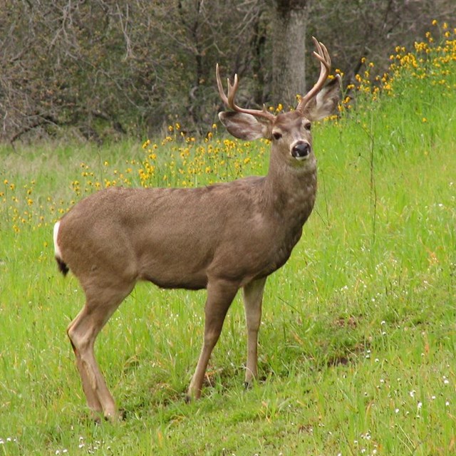 A mule deer, standing in a field of grass and flowers, looks at the camera
