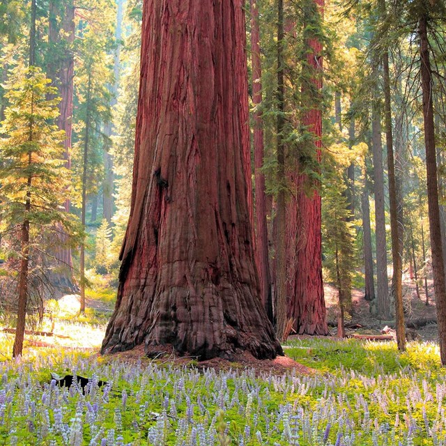 Sequoia and blooming flowers. Photo by David Dinette.