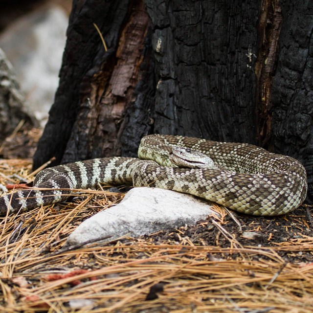 Western Pacific Rattlesnake curled in pine needles at base of charred tree.