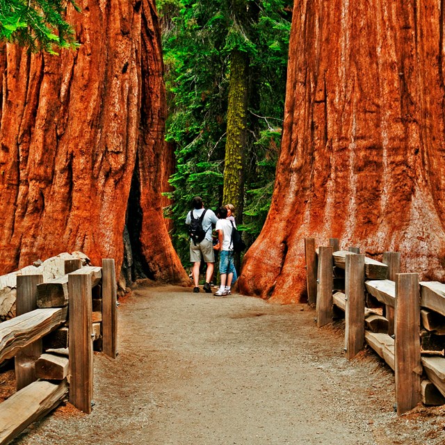 Trails in Giant Forest offer an up-close view of giant sequoias