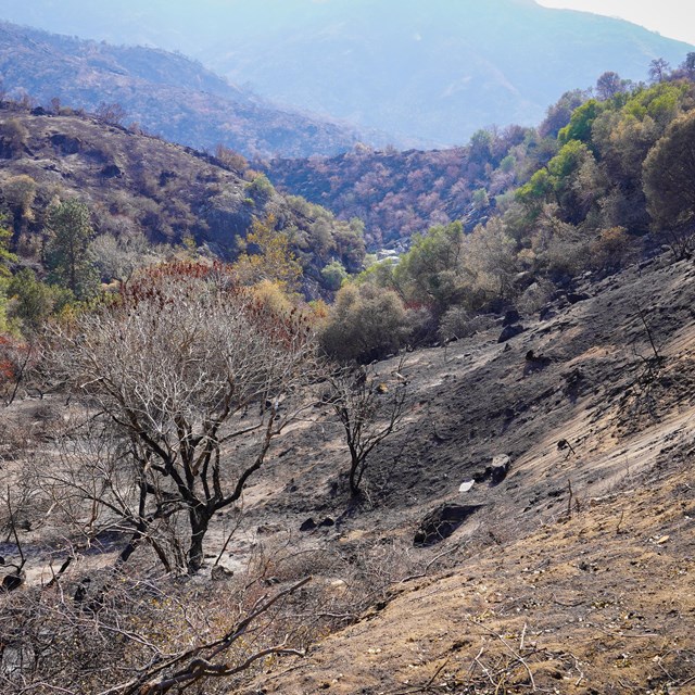 Charred vegetation and blackened leafless shrubs are found along a mountain roadway.