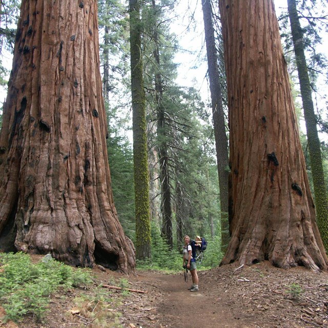 Two hikers below giant sequoias