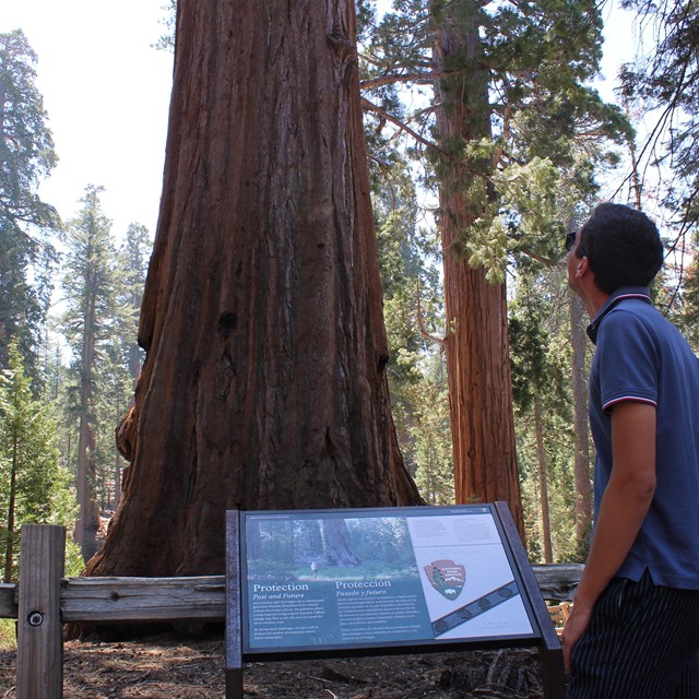 A man gazes up at a giant sequoia tree.