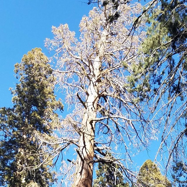 View looking upward at the brown foliage of a dead giant sequoia.