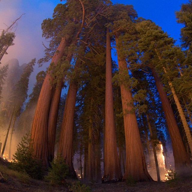 Fire burns in ground vegetation below towering giant sequoia trees.