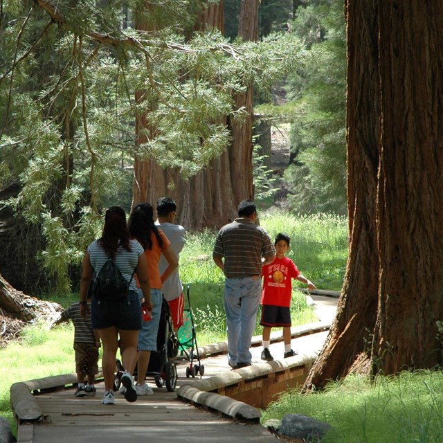 A family group with young children and a stroller travel down a paved path lined with sequoias.