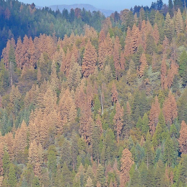 Slope with a mix of green conifers and many brown drought-killed trees. 