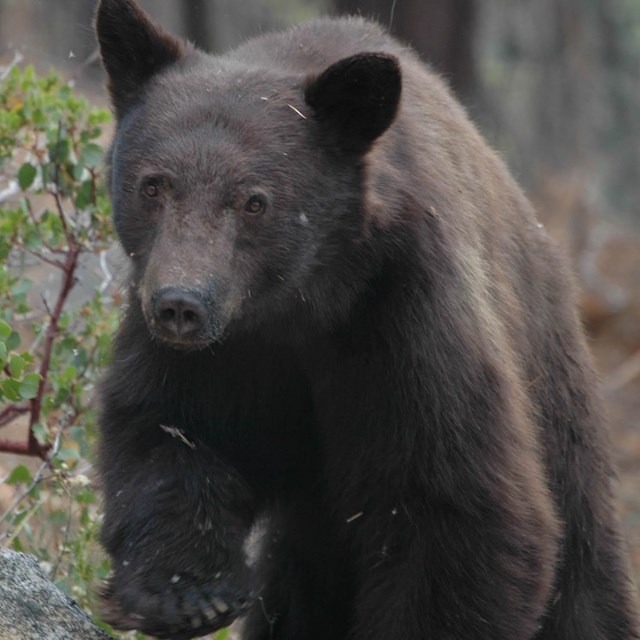 A black bear steps across a rock alongside a manzanita bush.