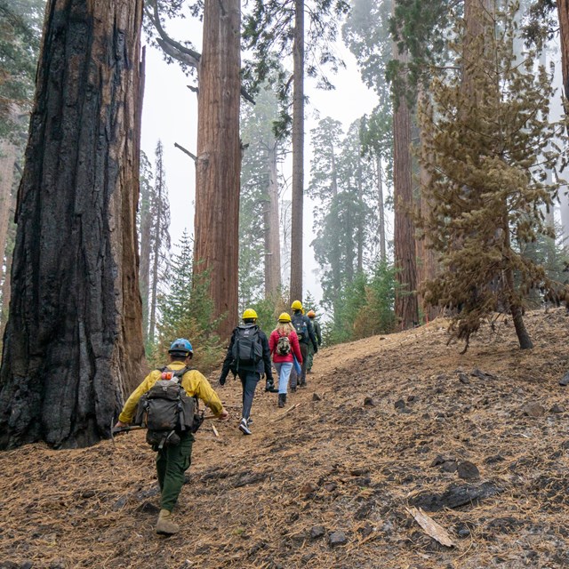 A line of people in hard hats hike through a burned forest