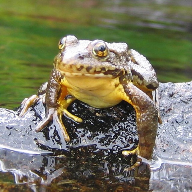 Mountain Yellow-legged Frog