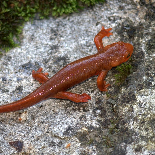 A bright orange California newt sits on a granite rock.