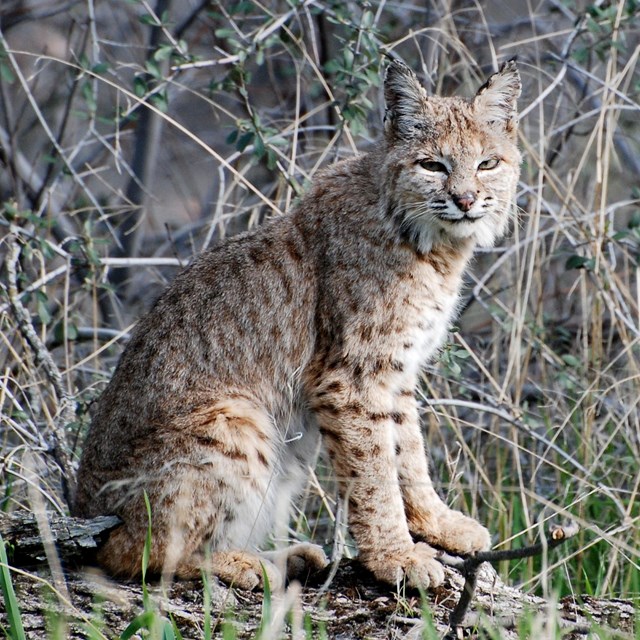 A bobcat sits among dry shrubs