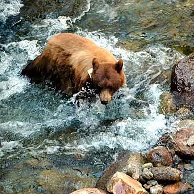 A bear walking through a rushing river.