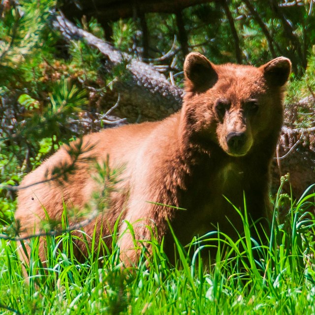 A black bear looks at the viewer from a field of long grass, with trees in the background