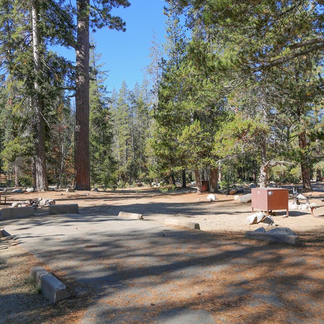 A paved RV campsite surrounded by pine trees.