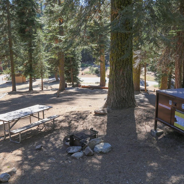 A walk-in campsite nestled under a pine features a picnic table, fire pit, and food storage box.