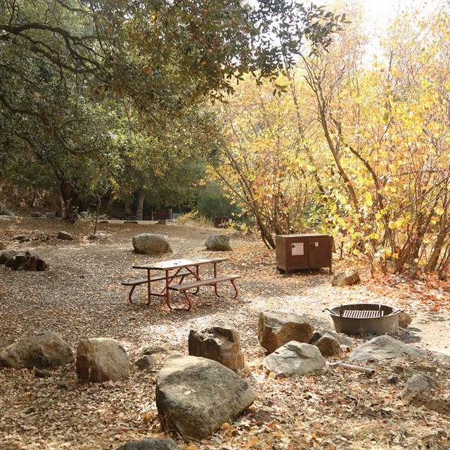 A campsite features a table, grill, and food storage box and is surrounded by oak trees.