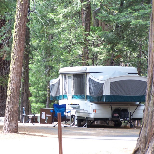 A blue and white pop-up trailer is nestled among pines in a campground.