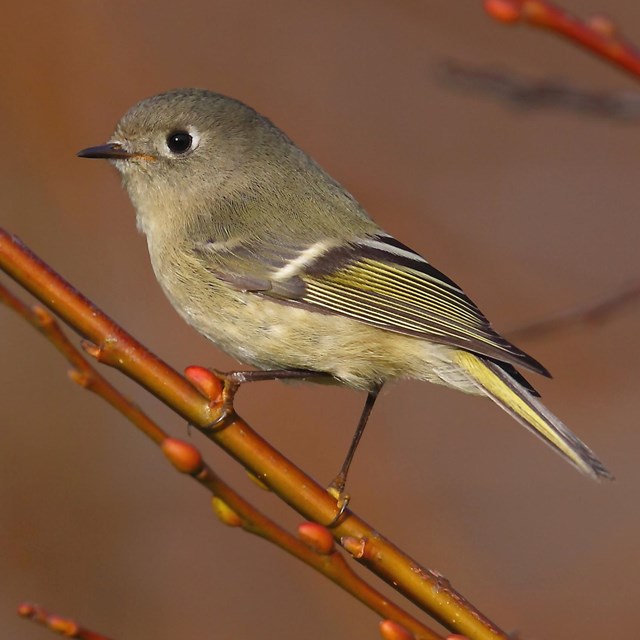 Ruby-crowned kinglet