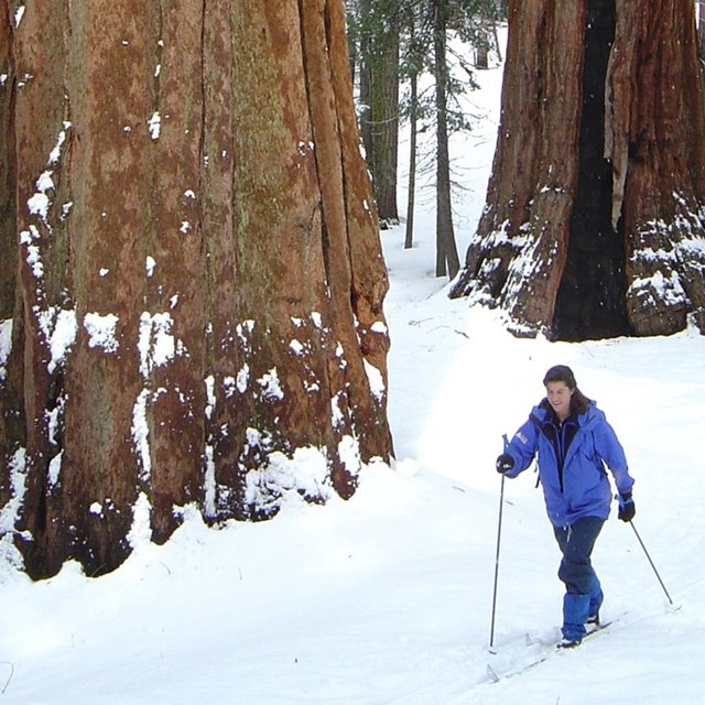 A woman skis near giant sequoias.
