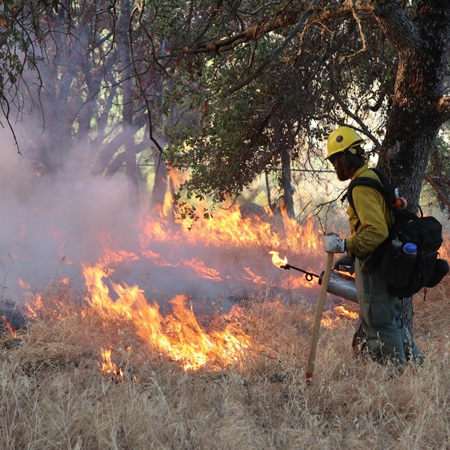 Firefighter standing in a field of dry, brown grass that is on fire with trees in the background.