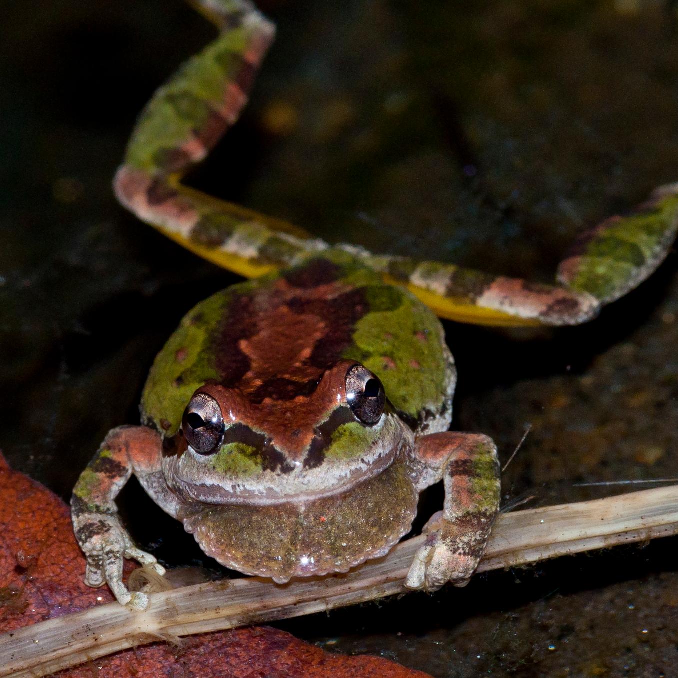 Photo showing a Pacific treefrog, holding onto a stick and floating in water. Photo: Isaac Chellman