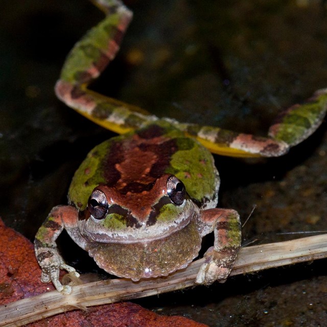 Photo showing a Pacific treefrog, holding onto a stick and floating in water. Photo: Isaac Chellman