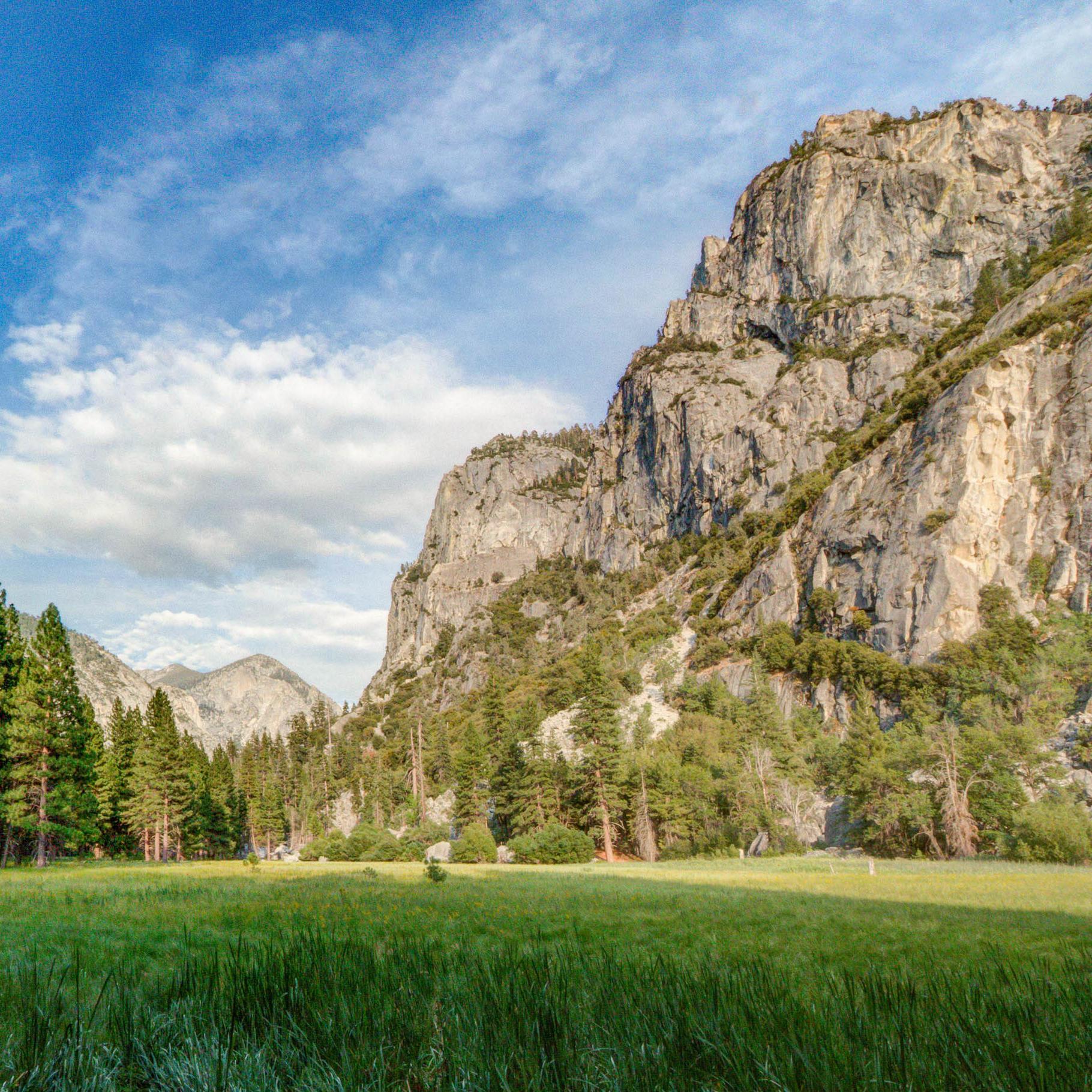 A meadow lit by gentle warm sunlight.