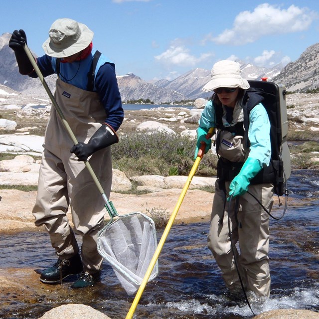 Two park field biologists use electrofishing to remove fish from a park lake outlet.