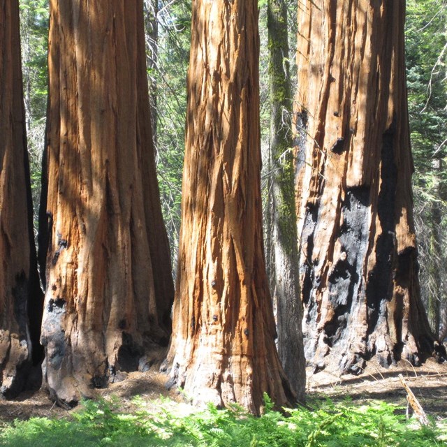 Group of giant sequoias in Giant Forest, Sequoia National Park