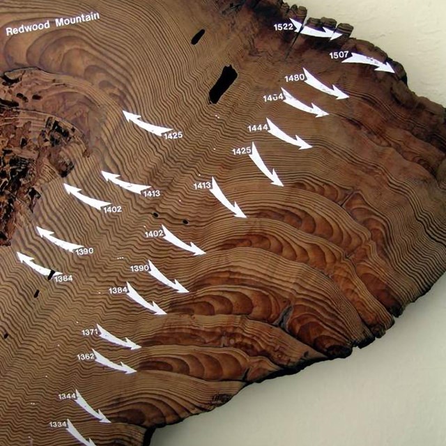 A sliver of cut wood showing tree rings. Some tree rings are labeled with years and arrows