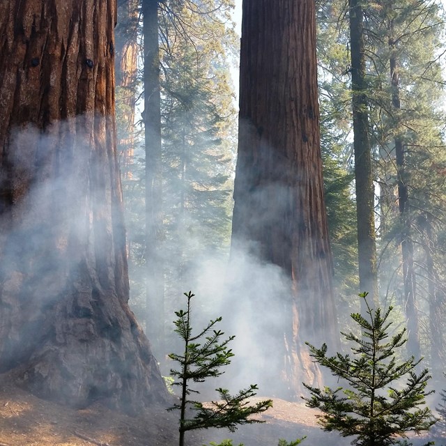 Low-intensity fire burns through a giant sequoia grove during a prescribed burn