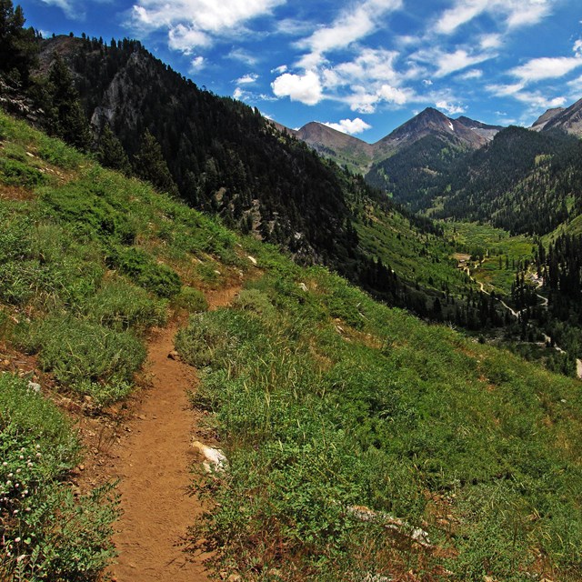 a trail in Mineral King Valley