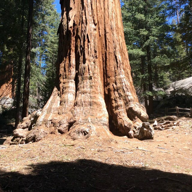 Sequoias, easy trails, and solitude are all available on trails in the vicinity of Grant Grove