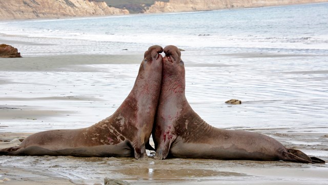 Two male elephant seals chest-to-chest on a Point Reyes beach.