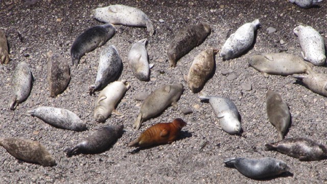 Aerial photo of harbor seal colony hauled out on a rocky beach.