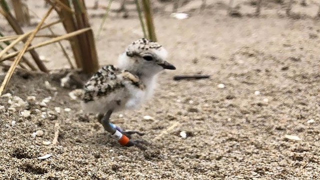 Close up of fluffy snowy plover chick with banded leg