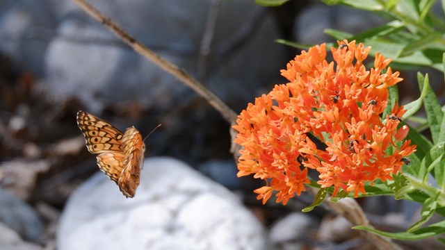Close up on butterfly approaching plant with orange blossoms